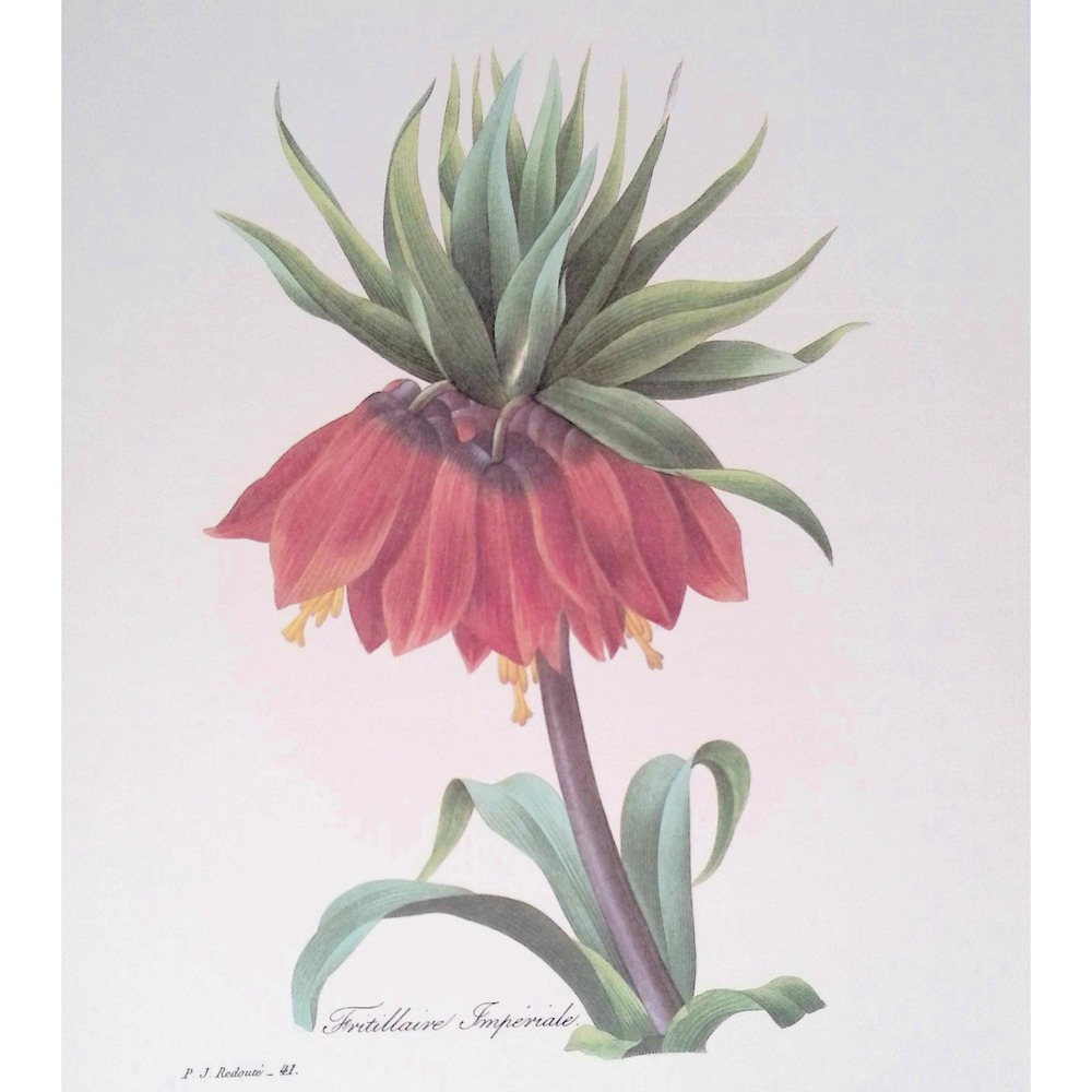 Redouté Crown Imperial Vtg Botanical Flower Print Cottage Wall Art Home Decor